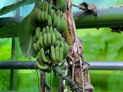 -呀路古热带植物园