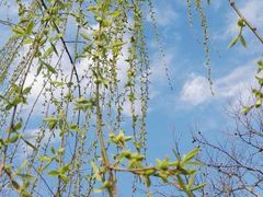 -西湖外事游船(花港观鱼码头)