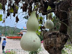 -磬锤峰森林公园