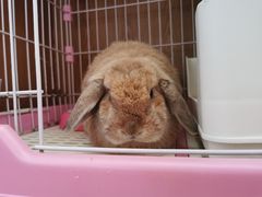 -芭比堂爱心动物医院·心脏科·犬猫内科(越城可乐分院)