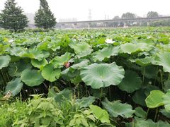 -三圣花乡旅游区