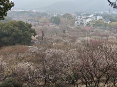 -香雪海
