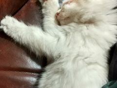 -米苏动物医院·犬猫专科·骨科外科内窥镜