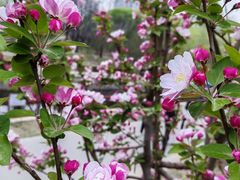-海棠花溪(元大都城垣遗址公园)