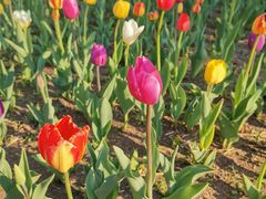 -长春公园(普阳街道)