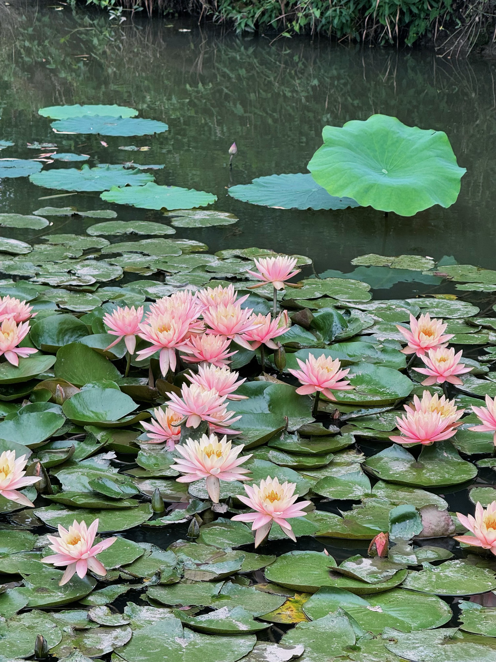 雨后荷花图片大全大图图片