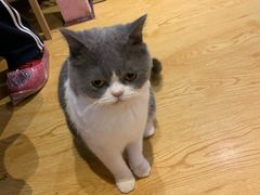 -万小咖.猫咖(中山路天虹店)