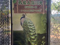 -灵玲国际马戏城