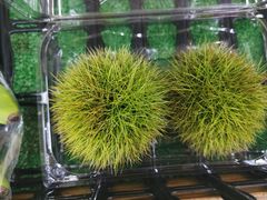 -油麻地果栏