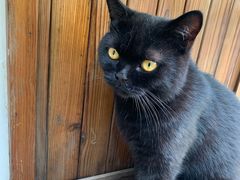 -喵屿·大理花园猫咖