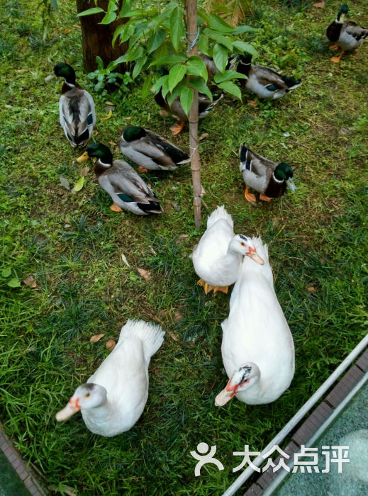 鹿鸣酒家-鸭子们图片-广州美食-大众点评网