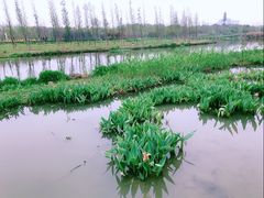 -三垟湿地