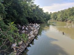 -大湾区中央湿地公园