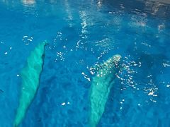 -芜湖新华联大白鲸海洋公园