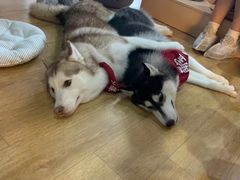 -Husky Go! 哈士奇体验馆·宠物咖啡厅狗咖