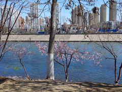 -桃花堤公园