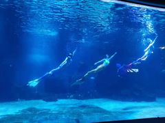 -石家庄海洋公园