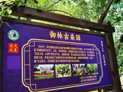 -御林古桑园