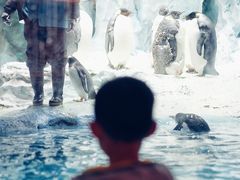 -帝企鹅自助餐厅•儿童岛•真企鹅(长隆企鹅酒店)