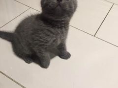 -东方名猫馆·英短金渐层布偶猫舍(环线广场1号楼店)