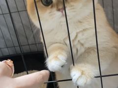 -东方名猫馆·英短金渐层布偶猫舍(环线广场1号楼店)