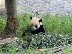-都江堰中华大熊猫苑