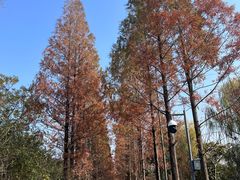 -昆山城市生态森林公园