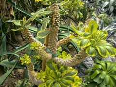 -深圳仙湖植物园