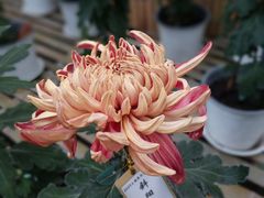 -共青国家森林公园-售票处