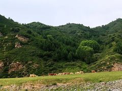 -盛德圆(五台山云龙店)