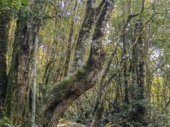 -云南屏边大围山国家公园