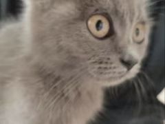 -嘉馨宠物医院·CT影像转诊·心脏科·犬猫全科诊疗中心(下沙大学城院区)