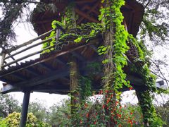 -铁山坪森林公园