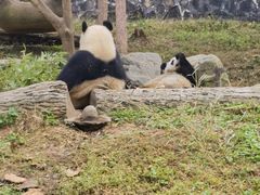 -都江堰中华大熊猫苑
