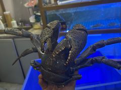 -膳富贵黄油蟹体验馆(欢乐港湾店)