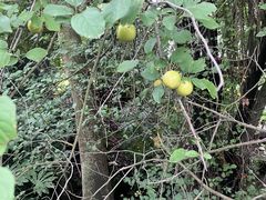 -吉野家(秀谷店)