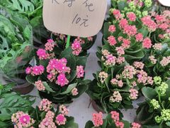 -秦美花卉(天朗·莱茵小城2期店)