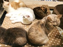 -more than meow吴止猫主题餐厅(承德 中船汇店)