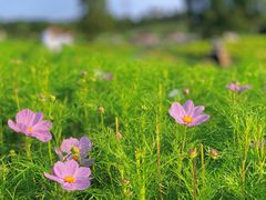 -花开海上生态园