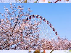 -顾村公园