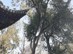 -洛阳白马寺