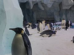 -珠海长隆海洋王国