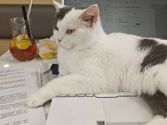 -喵园·猫主题咖啡厅·撸猫·猫咖(国贸店)