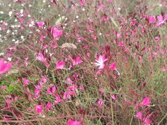 -汉长安城未央宫国家考古遗址公园