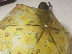 -艾贝尔宠物医院·24H转诊中心·肿瘤猫专科(江宁双龙店)
