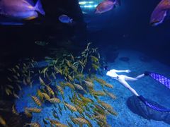 -太平洋海底世界