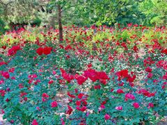 -朝阳公园游乐园