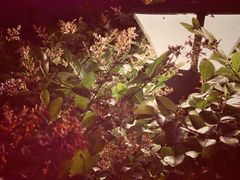 -上海滴水湖皇冠假日酒店