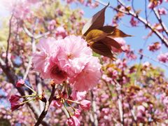 -高东镇樱花园