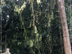 -清溪大王山森林公园